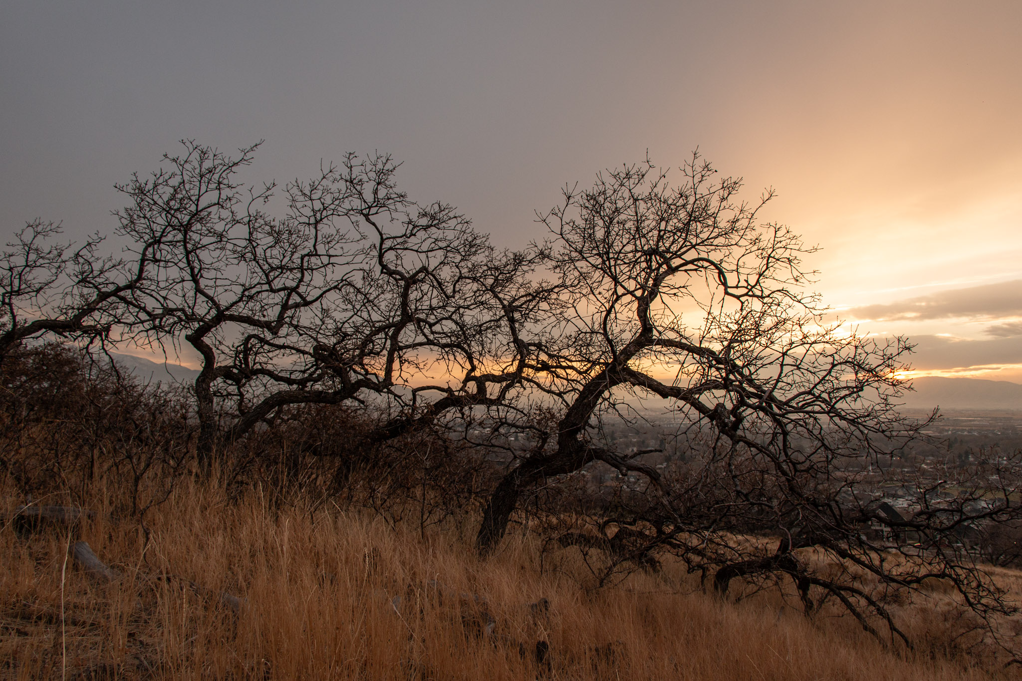 oaks with beautiful twisted gnarled branches in sillouette against golden lit clouds